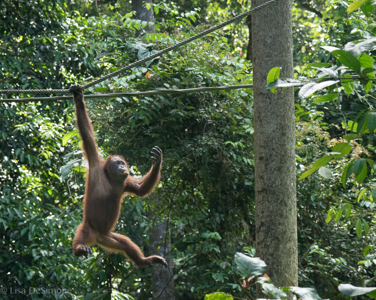 Borneo-7.jpg