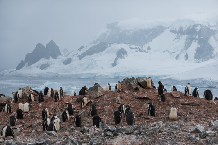 Antarctica-248.jpg