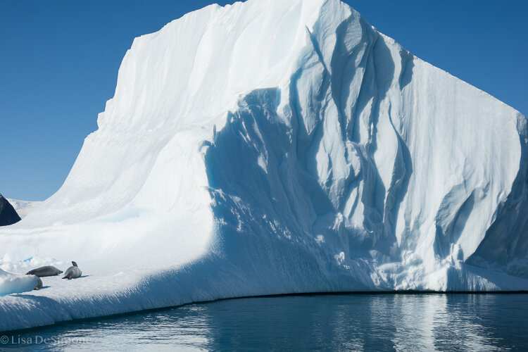 Antarctica-207.jpg
