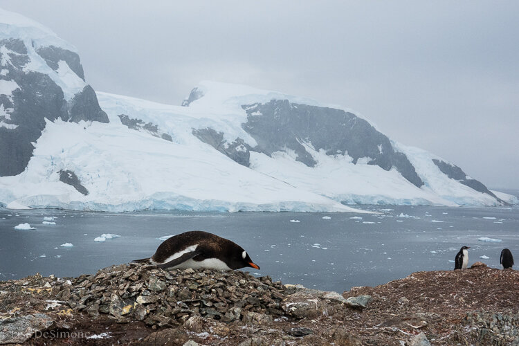 Antarctica_2020-90.jpg