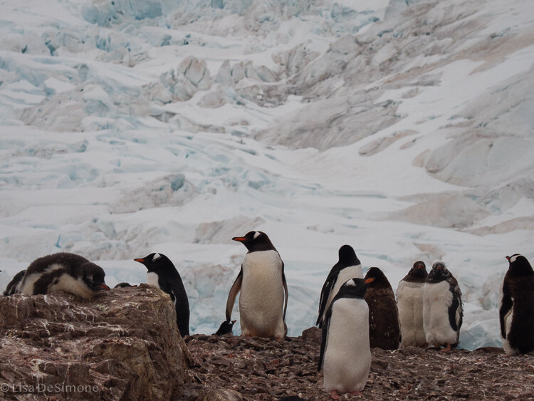 Antarctica_2020-79.jpg