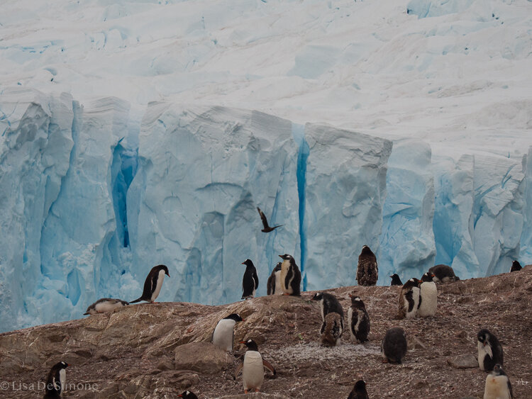 Antarctica_2020-76.jpg