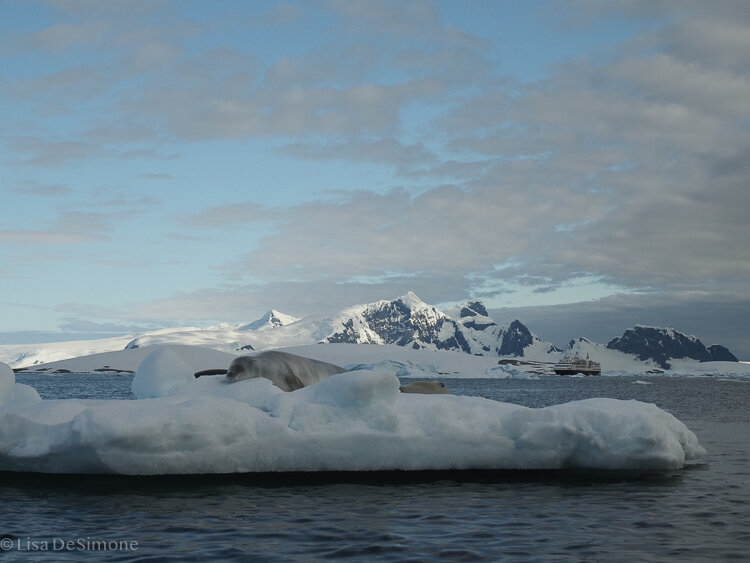 Antarctica_2020-64.jpg
