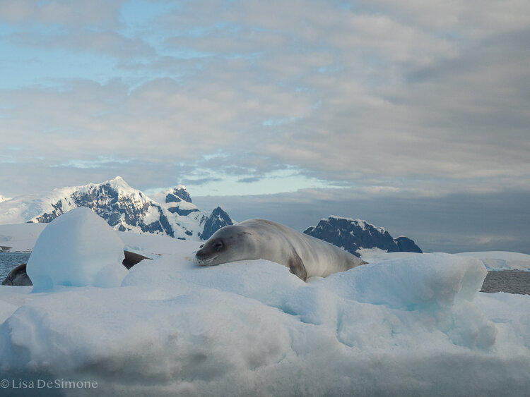Antarctica_2020-62.jpg