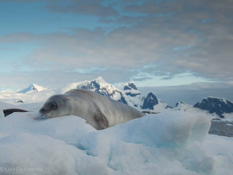 Antarctica_2020-61.jpg