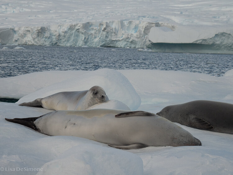 Antarctica_2020-55.jpg