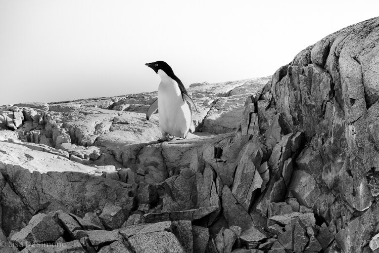 Antarctica_2020-36.jpg