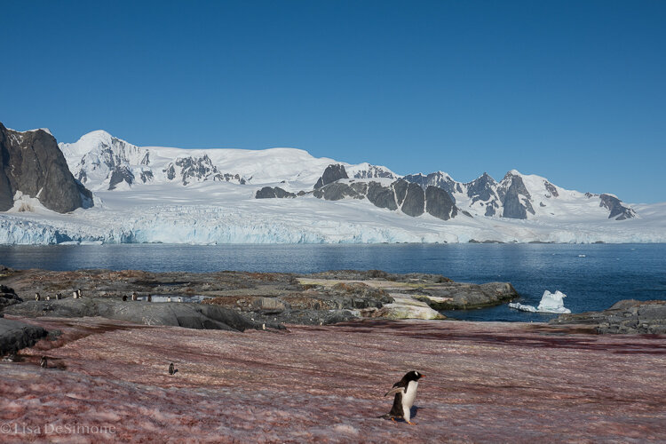 Antarctica_2020-32.jpg
