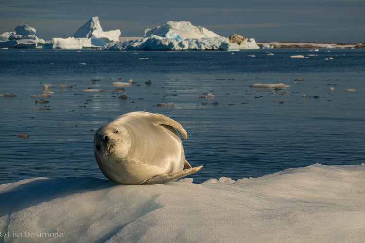 Antarctica_2020-13.jpg