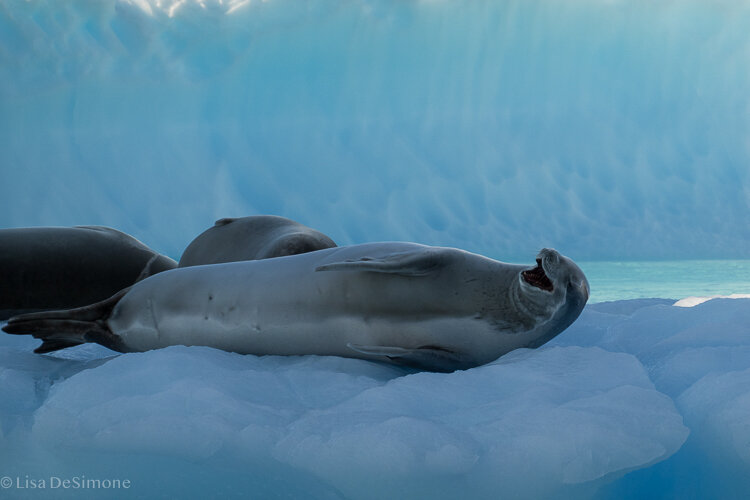 Antarctica_2020-9.jpg