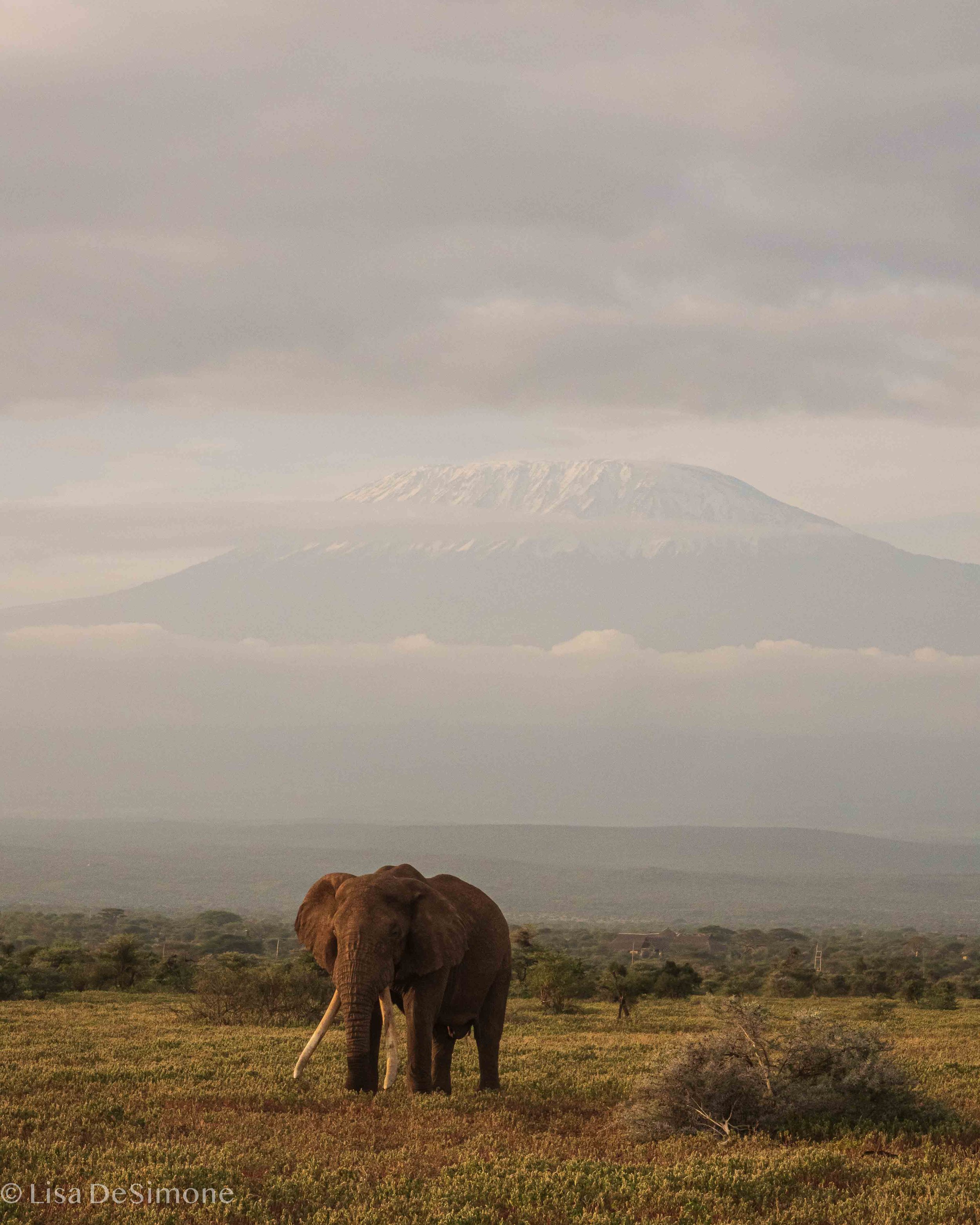 Amboseli w- CR-51.jpg