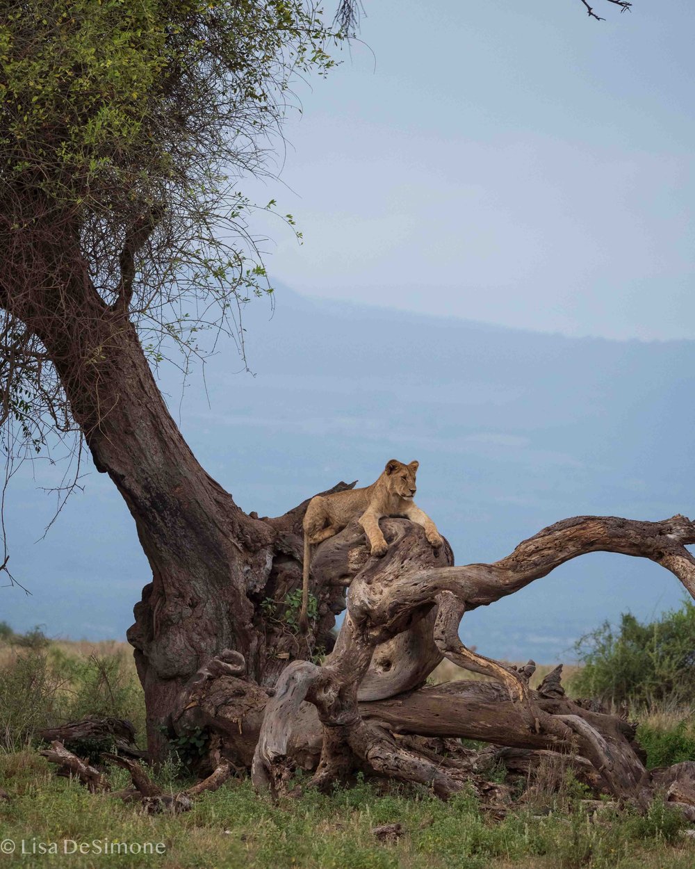 Amboseli w- CR-47.jpg