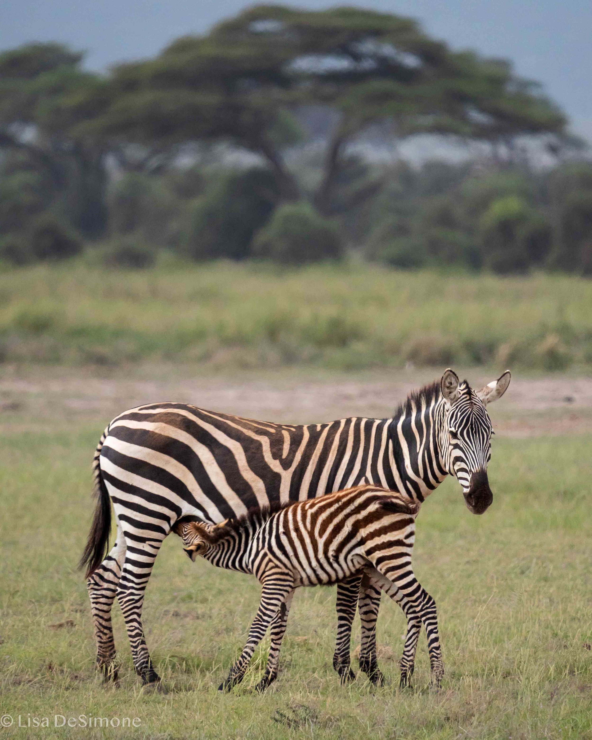 Amboseli w- CR-44.jpg