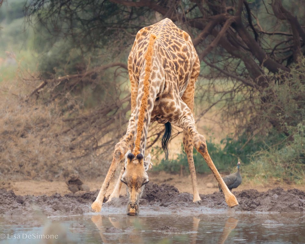 Amboseli w- CR-39.jpg