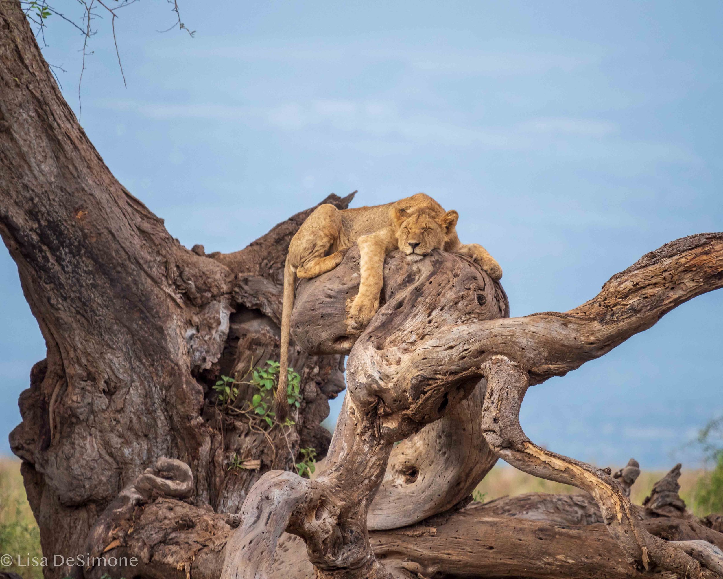 Amboseli w- CR-22.jpg