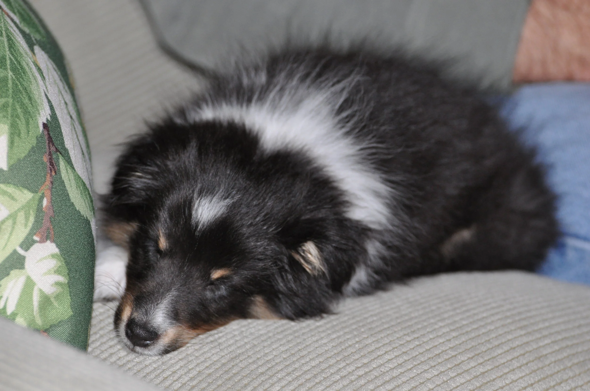 1st day April 9 2011 9 week old Indie 005.jpg