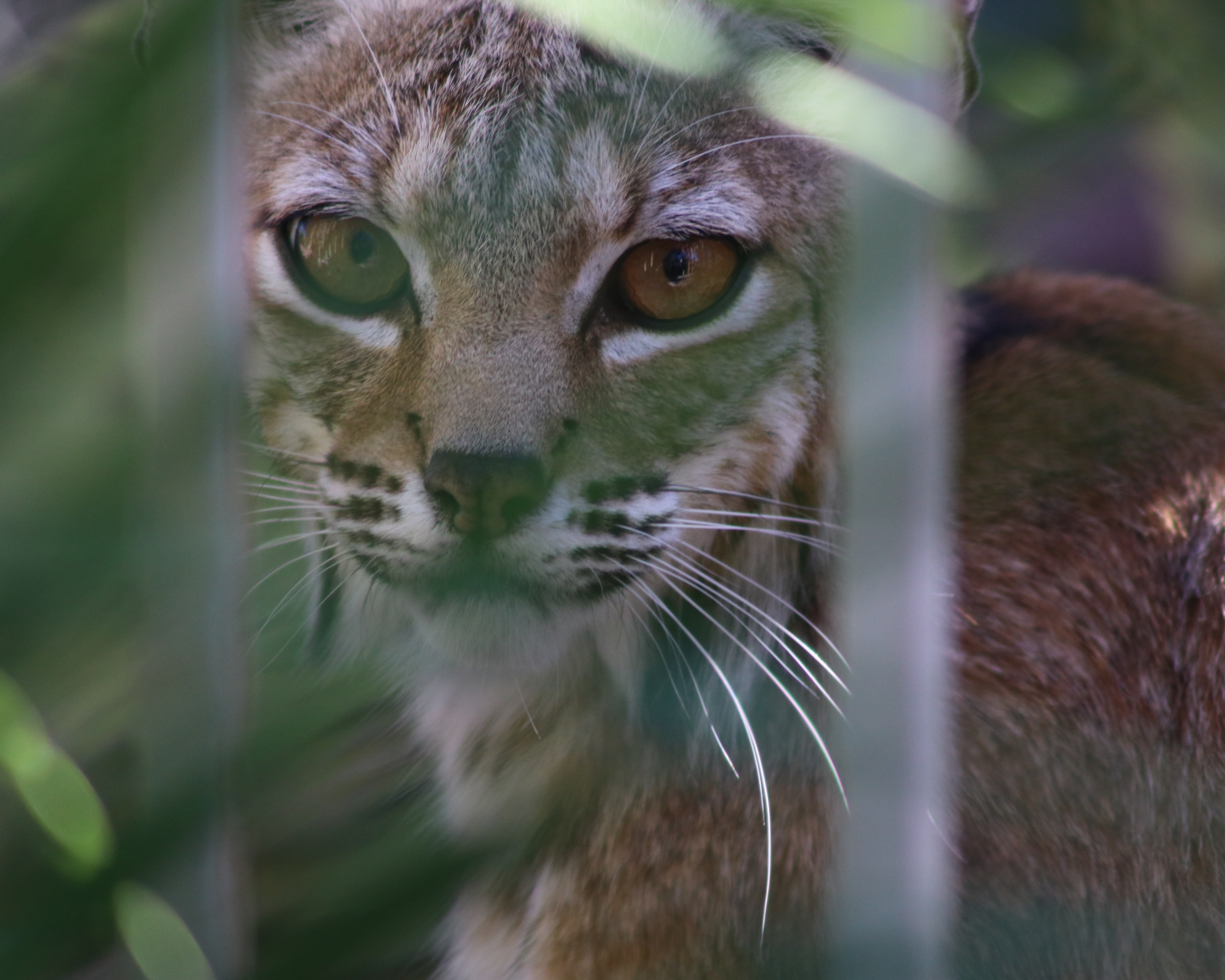 Bobcat-2-Poster_printfile_default_16x20.png
