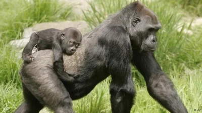 Ape mama and her baby