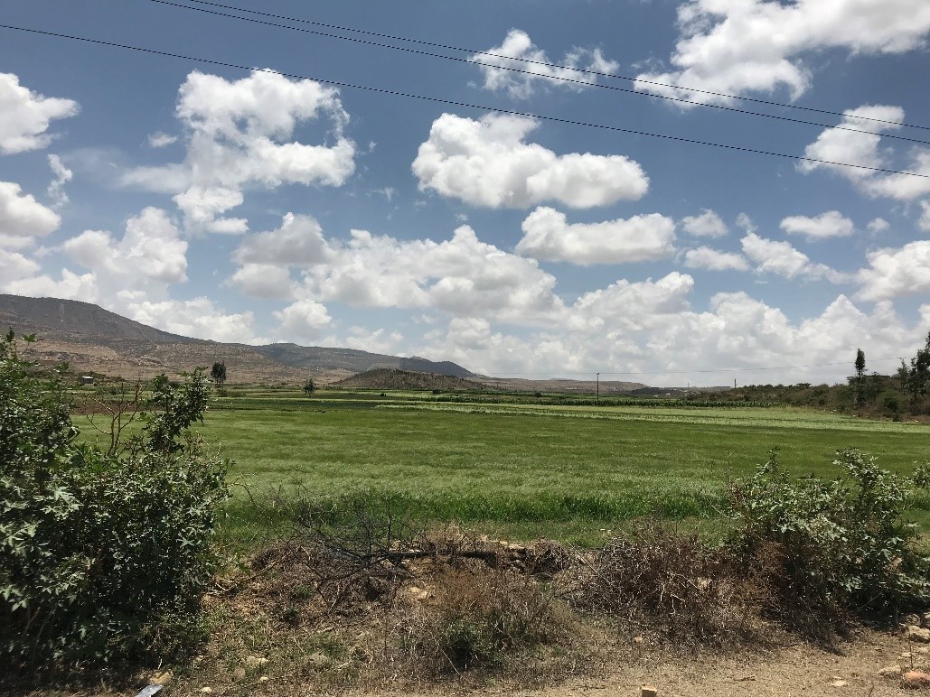 A farmer’s land shows the benefits of small-scale irrigation. This picture was taken during the dry season, yet the land remains green.