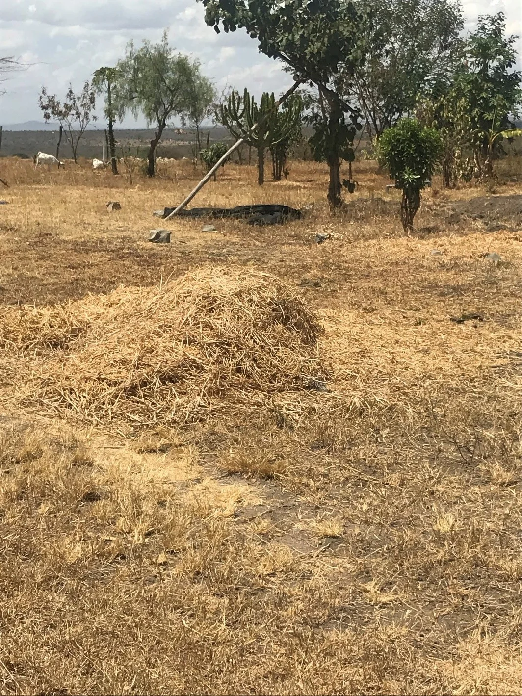 Freshly ground animal feed will nourish the community’s livestock during the dry season.