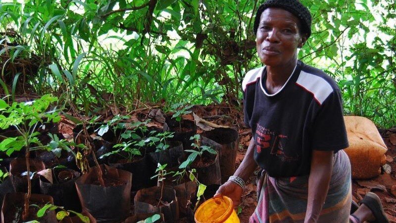 Farmer tending her nursery, Cameroon (Photo: AWDF)