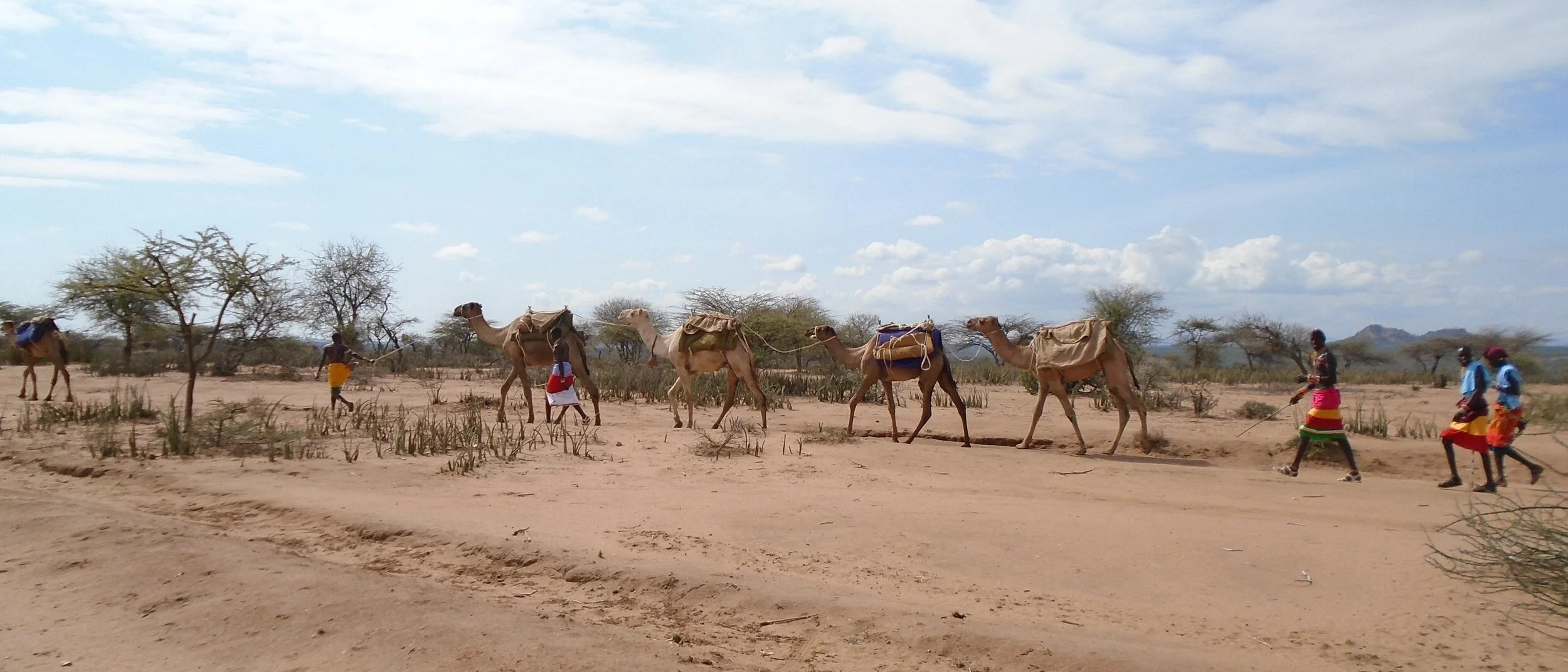 Funder collab-IMPACT.JPG