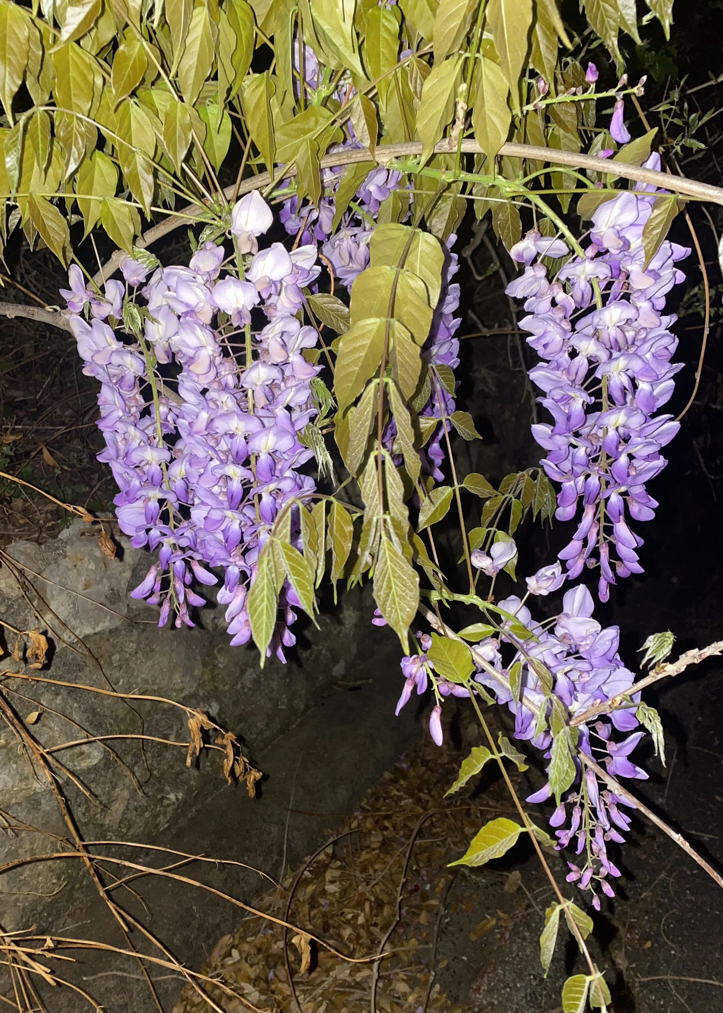 wisteria.jpg