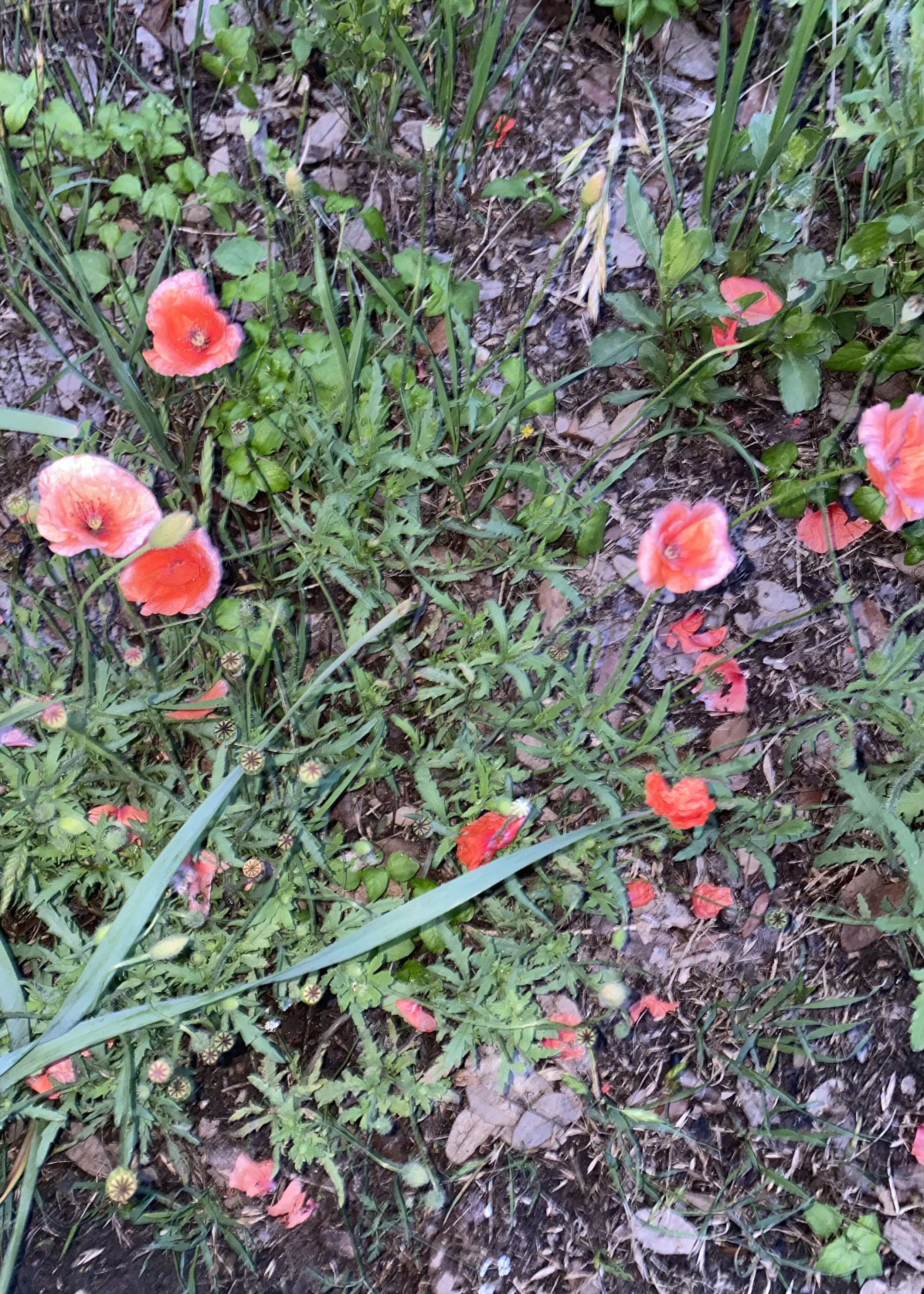poppy.jpg