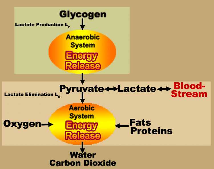 Source: http://www.lactate.com/questions/question_04a_lactate_test.html