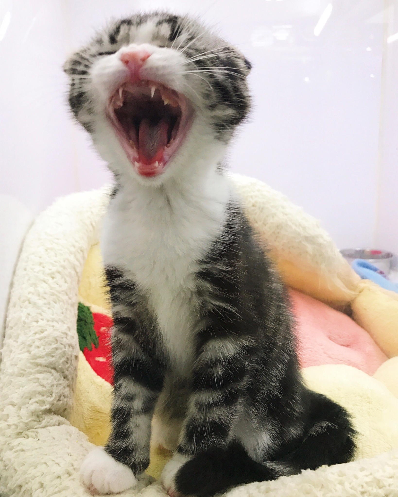 kitten.jpeg