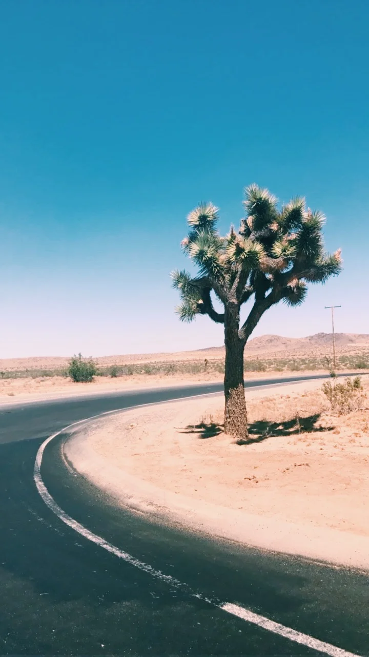Joshua Tree1.JPG