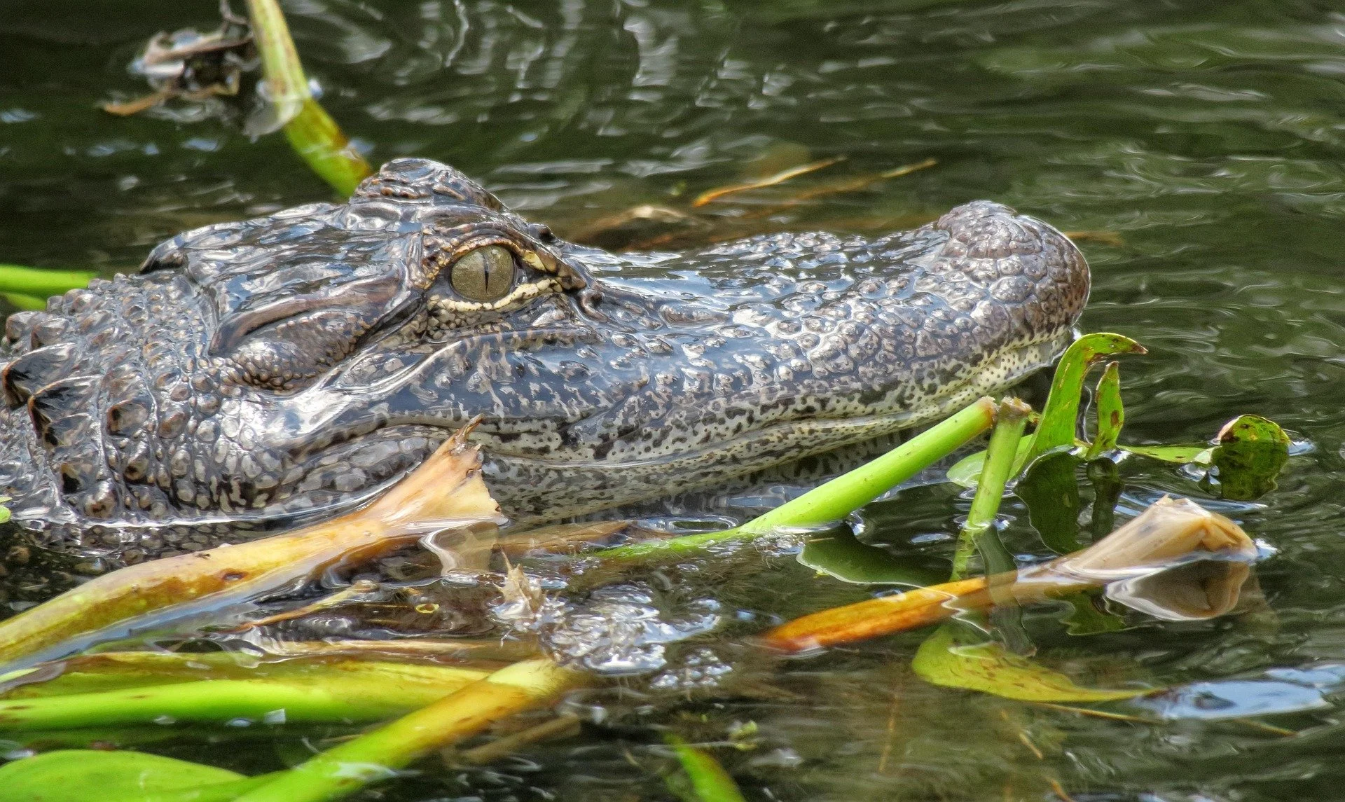 hhach-alligator-4281298_1920.jpg