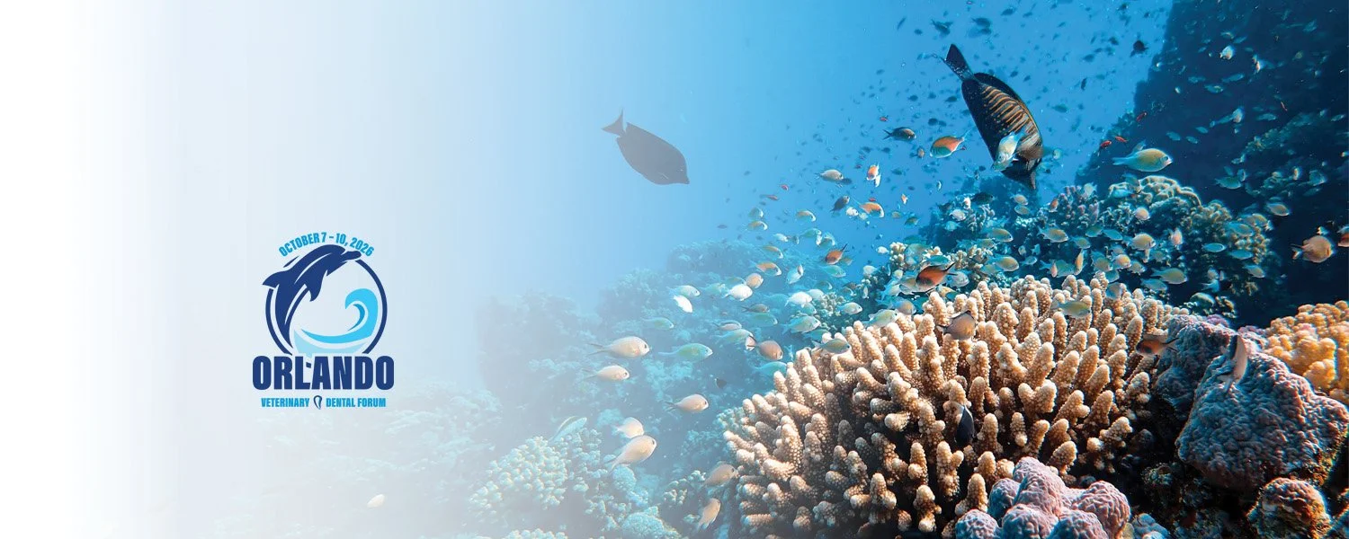 VDF 2026 Logo SquareSpace.jpg