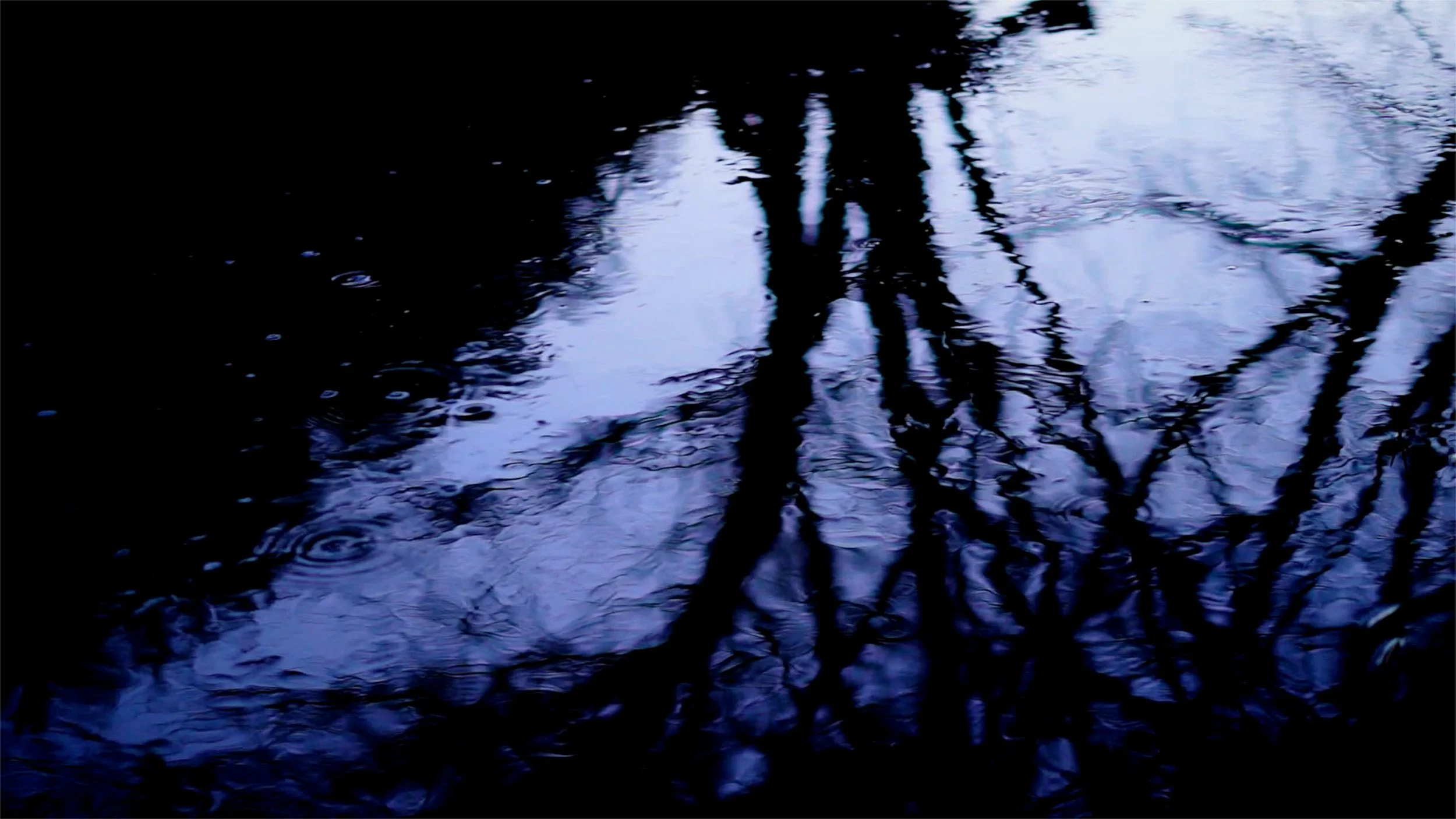 tree water drops.jpg