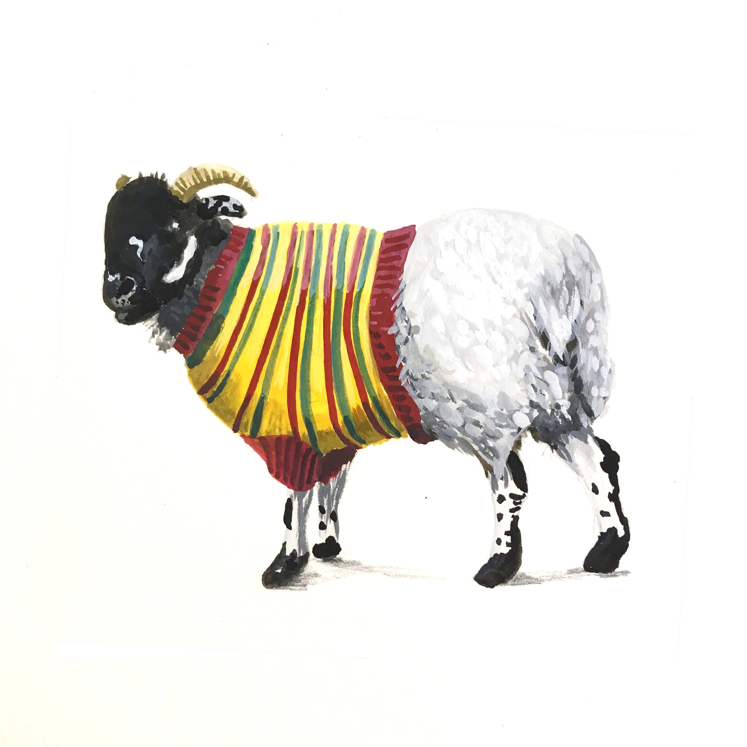 woolly jumper ram.jpeg