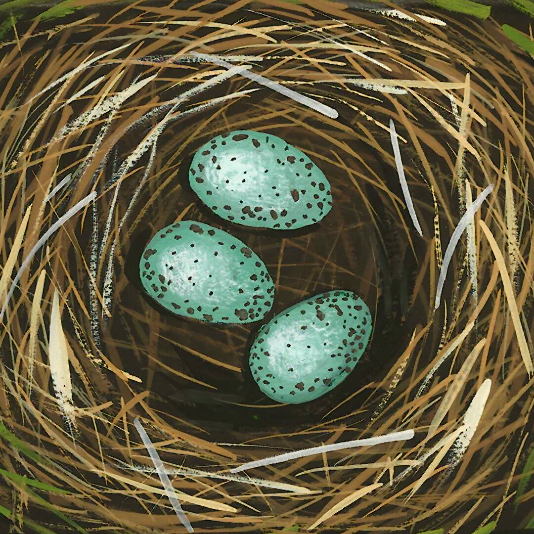 Blackbird Eggs