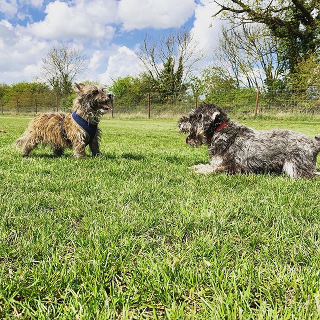 Milo and Luna last week 🥰
.
.
.
#dogsofinstagram #doglife #parklife #spaghettimoment #littledogsrule #puppies