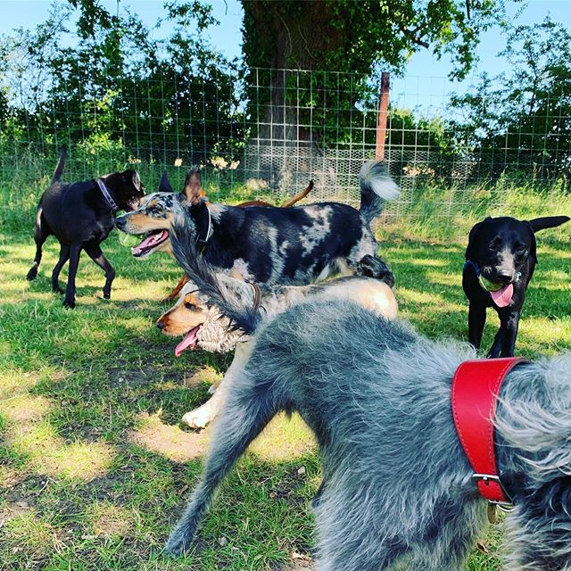 Fun in the.... shade 🌞🐶
.
.
.
#dogsofinstagram #dog #doggo #doggydaycare #doggydaycareuk #wholetthedogsout