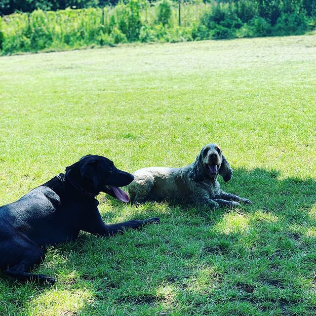 Opie and Indy having a nice chat about food and walkies. .
.
.
#dogsofinstagram #dogs #doggo #doggy #doggydaycare #doggydaycareuk #doggydaycarelife #norwich