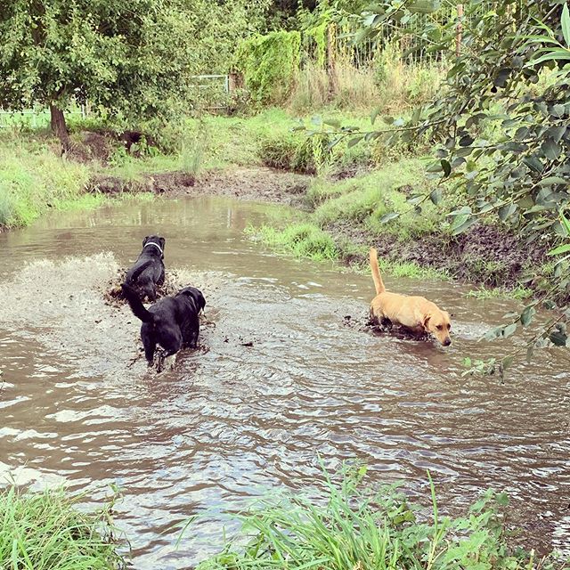 Lovely Willow having her first dip to cool down with Merlin and Dexter 🥰
#labradorretriever #doggydaycare #dogsofinstagram
