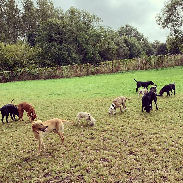 Grazing time 🐶🐶🐶🐶🐶
