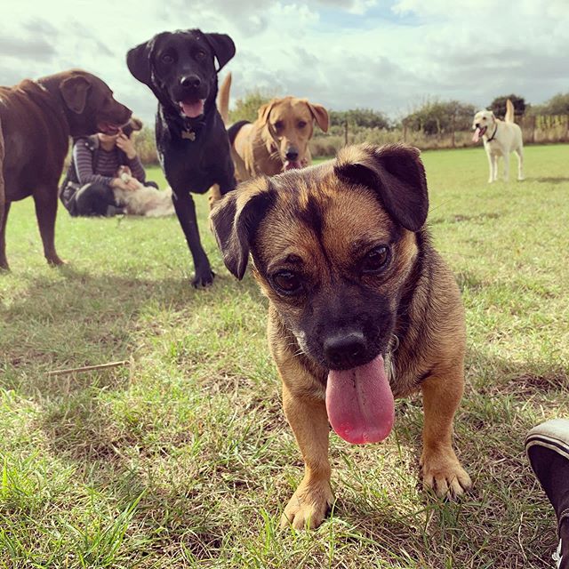 Bonnie &amp; Clyde has their first day today!  They had a fantastic time and made loads of new friends 🐶🐶🐶🐶
#dogsofinstagram #doggydaycare #puppies