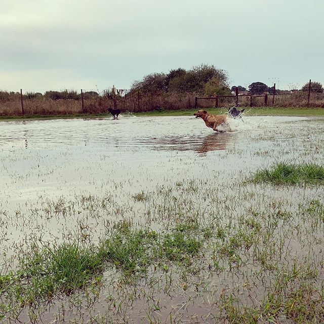 Splashing around in a giant puddle 😂 they&rsquo;re having the time of their lives!
#doggydaycare #dogs #dogsofinstagram