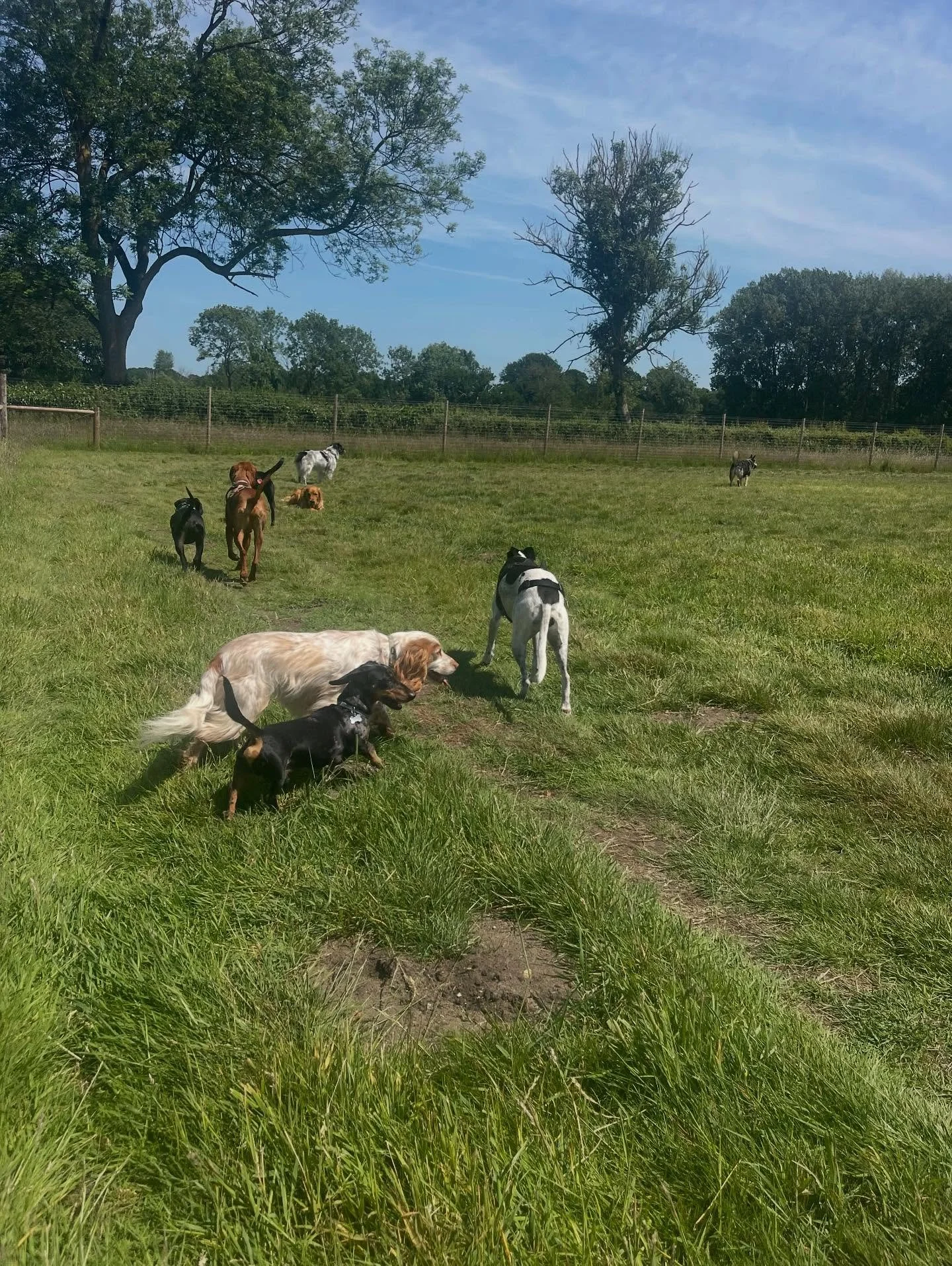 Waaalkiiees 🐕 

We are so lucky and grateful to have our own two acre field, and this week has been perfect weather for the doggies.  Get in touch if you would like your pup to join!

#norwich #norwichdogwalker #dogsofinstagram