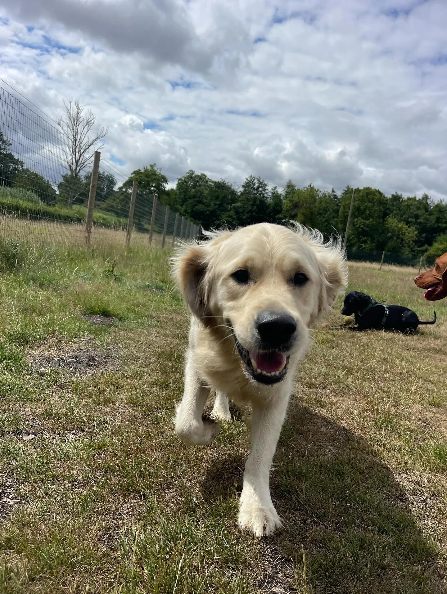 Monday ✅ 🐶 
#norwichdog #norwichdogwalker #norwichdogdaycare #dogfun #goldenretriever #dogsofinstagram