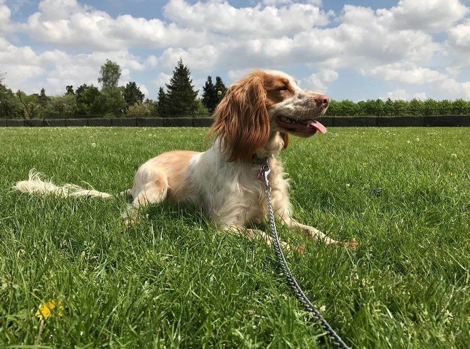 Rest in peace beautiful Elsie ❤️ we all miss you.  You were ever present with us for seven years, every day and it will never be the same without you!  I hope you have all the stuffed kong toys your heart desires up there xxx