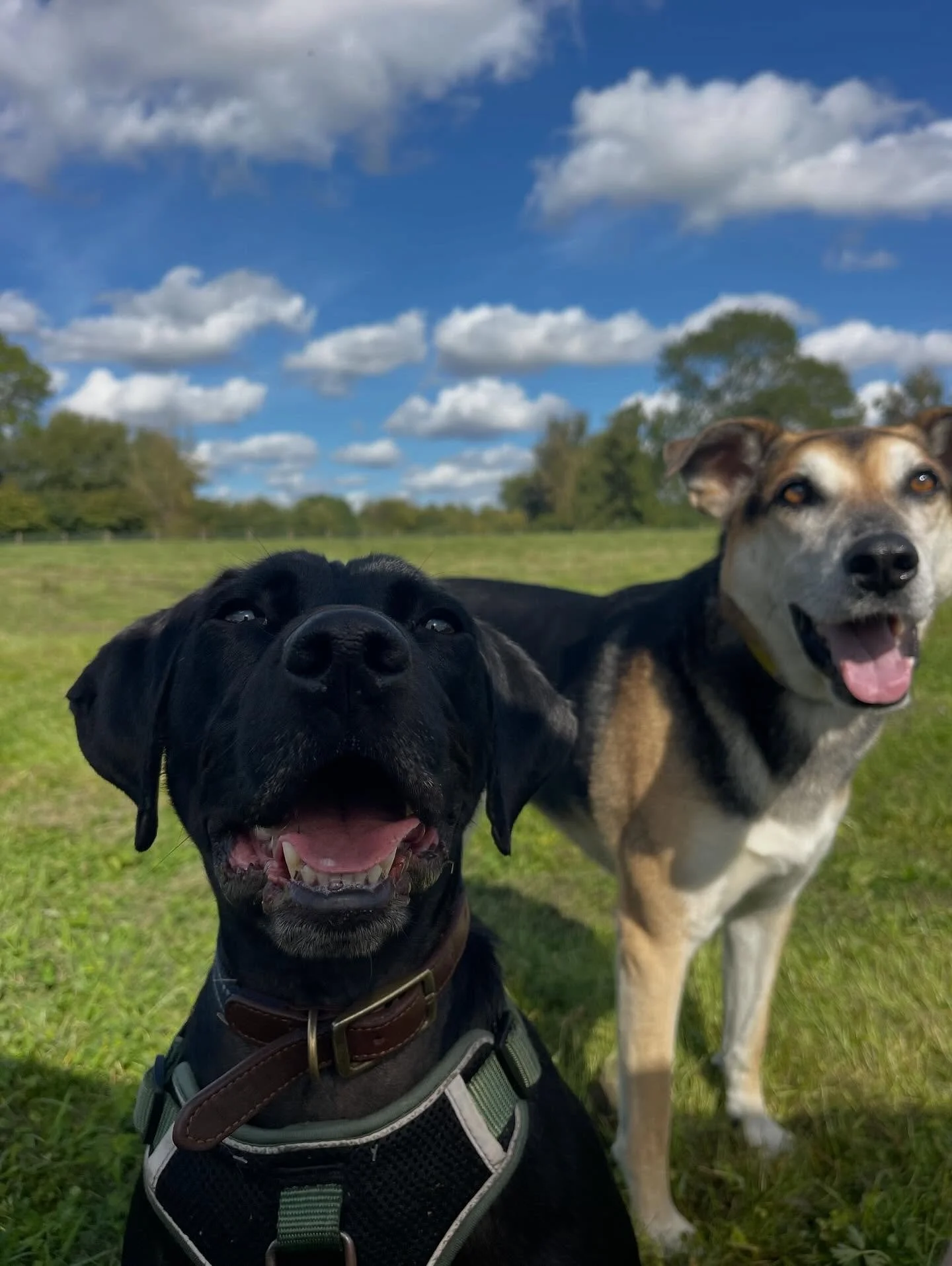 Fun at the field ❤️🐶