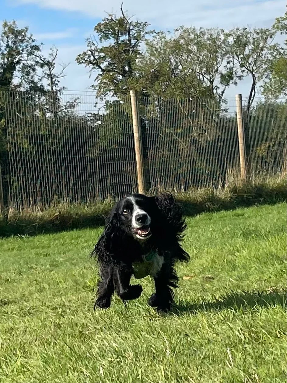 Rosie ❤️
