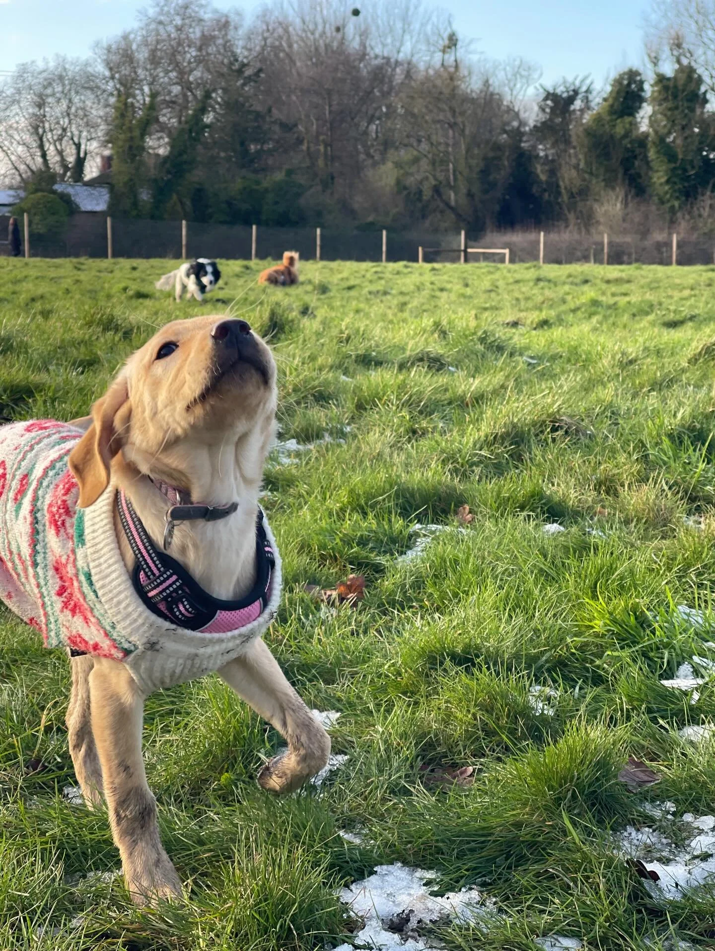 New Year New Pup! Hey Winnie 🥰❤️