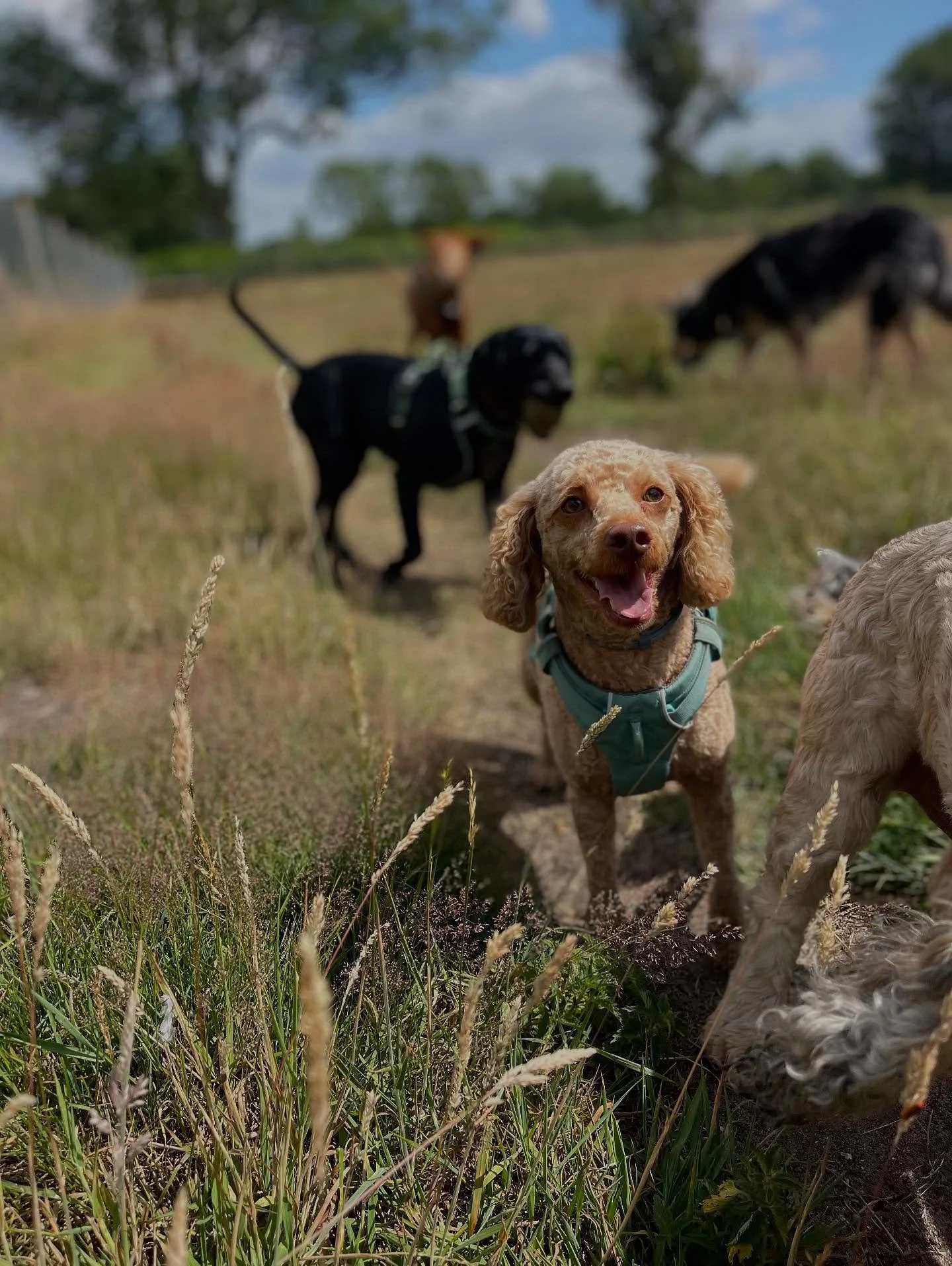 Tuesday ☀️ 
#dogsofinstagram #norwichdogwalker #norwichdogdaycare #norwichlife #dogsnorfolk